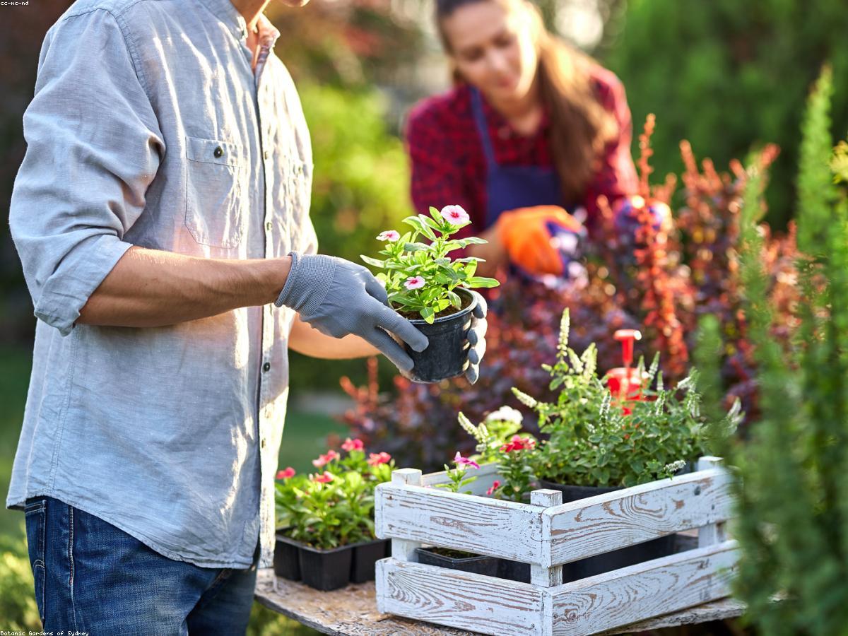 Gärtner bei der fachgerechten Gartenpflege