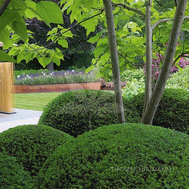 Pflanze – Thomas Heumann Gartenanlagen