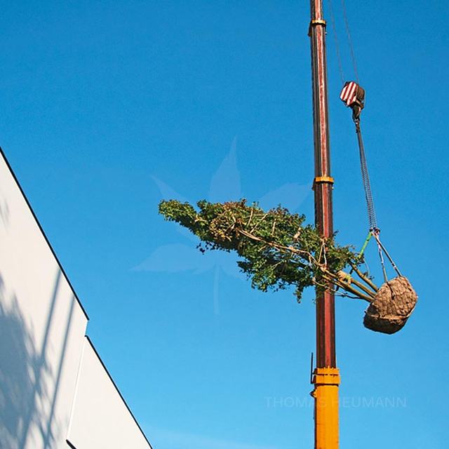 Projektmanagement – Thomas Heumann Gartenanlagen